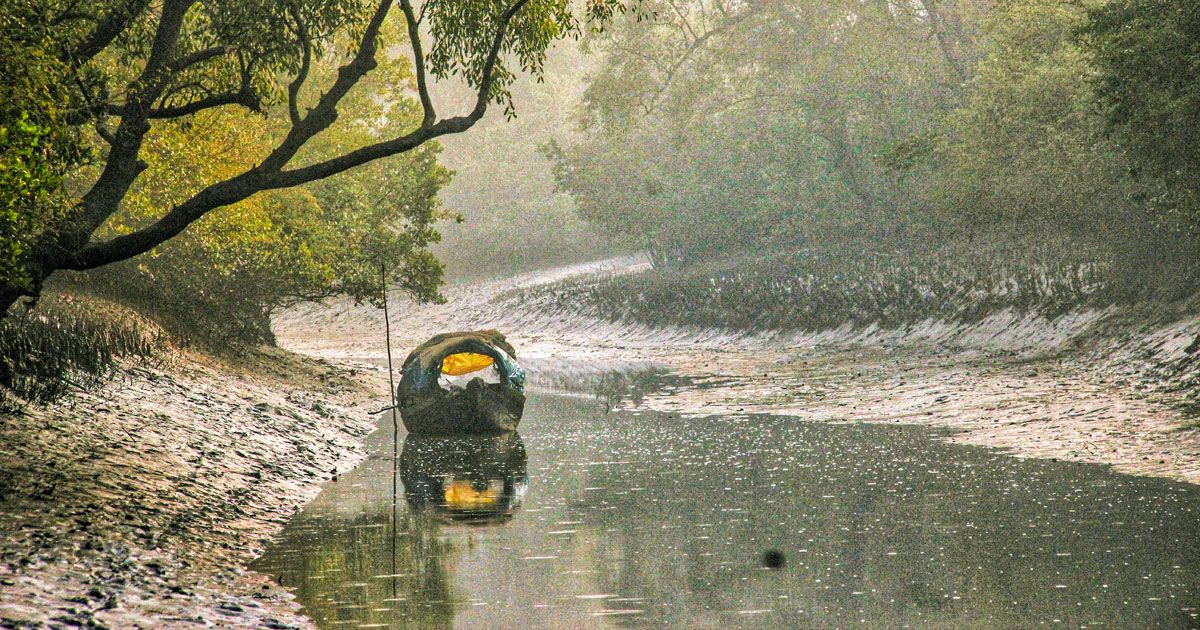 চোরাইপথে সুন্দরবনে গিয়ে বাঘের পেটে যুবক, পাওয়া গেল খণ্ডিত মাথা