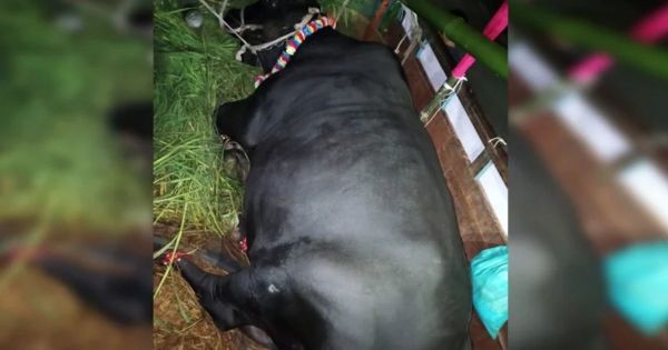 উপহারের গরু গ্রহণ করেননি খালেদা জিয়া, কৃতজ্ঞতা জানিয়ে সোহাগকে বাড়ি ফেরার অনুরোধ