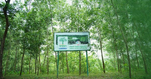 সবুজ বাংলাদেশের স্বপ্ন সারথি: বনায়নের চার দশকের অগ্রযাত্রা