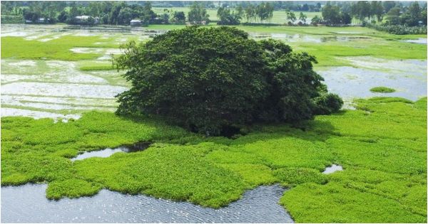আধ্যাত্মিকতার আড়ালে গোপালপুরের জুগীর ঘোপায় জমজমাট মাদক বাণিজ্য