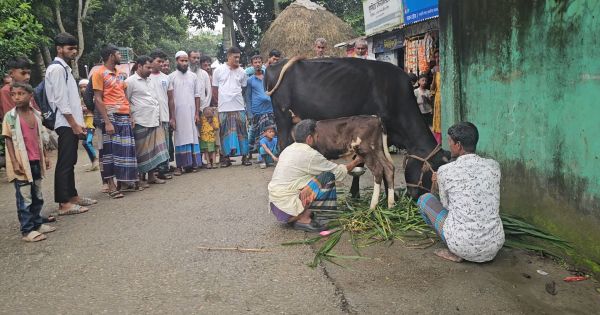 গাভীর সঙ্গে দুধ দিচ্ছে ১৭ দিনের বাছুর!