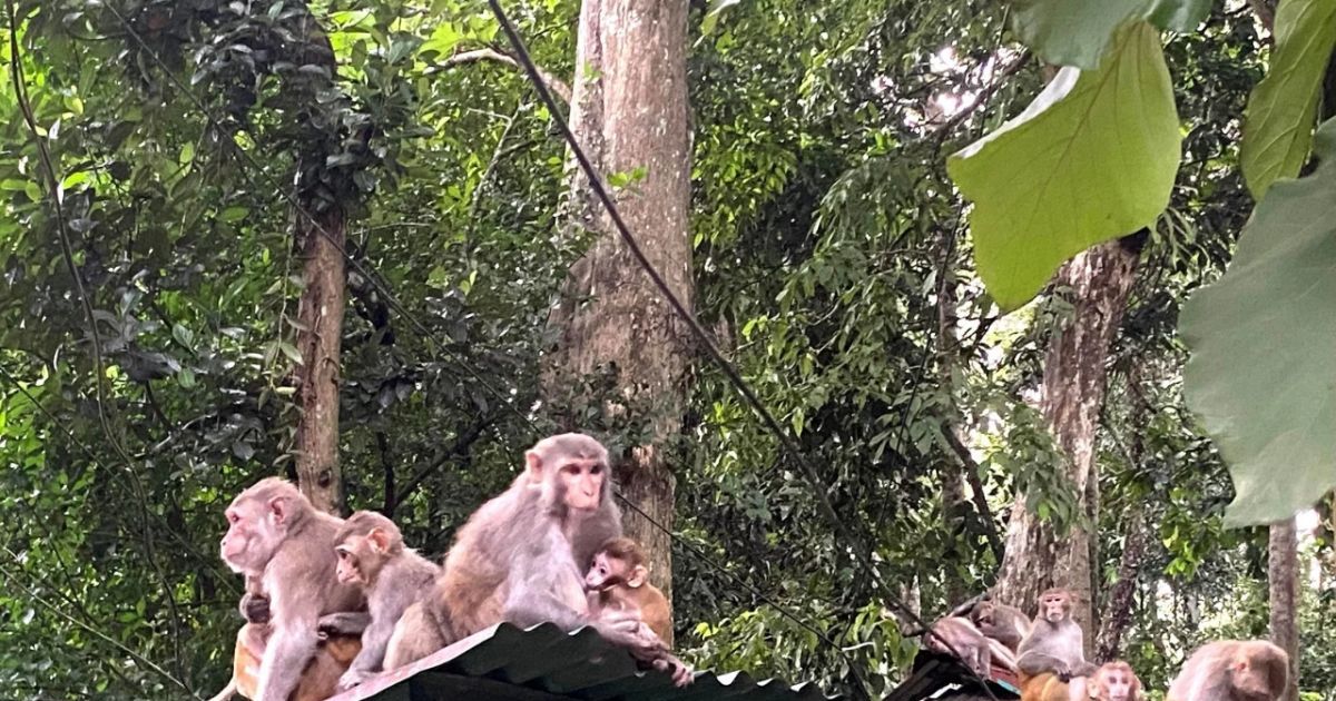 খাবার সংকটে লোকালয়ে বানরের উৎপাত