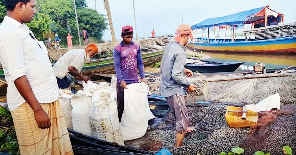 পানির নিচে থাকা শামুক-ঝিনুকে সংসার চলে হাজারো পরিবারের