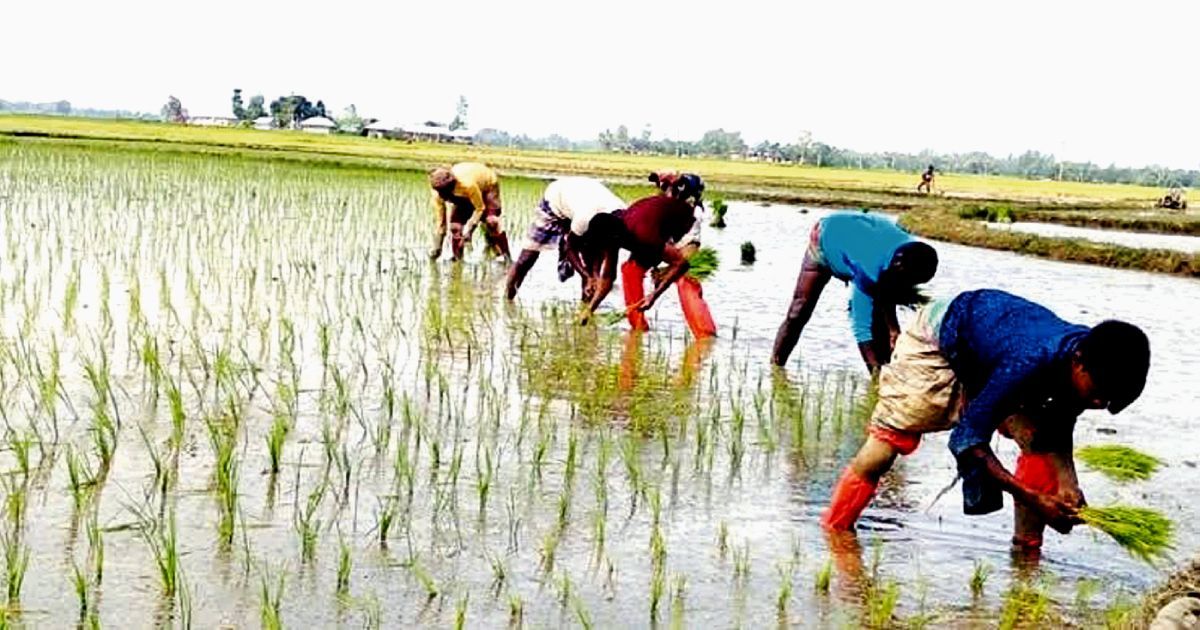 নবীনগরের আমন ধান রোপনে ব্যস্ত কৃষক