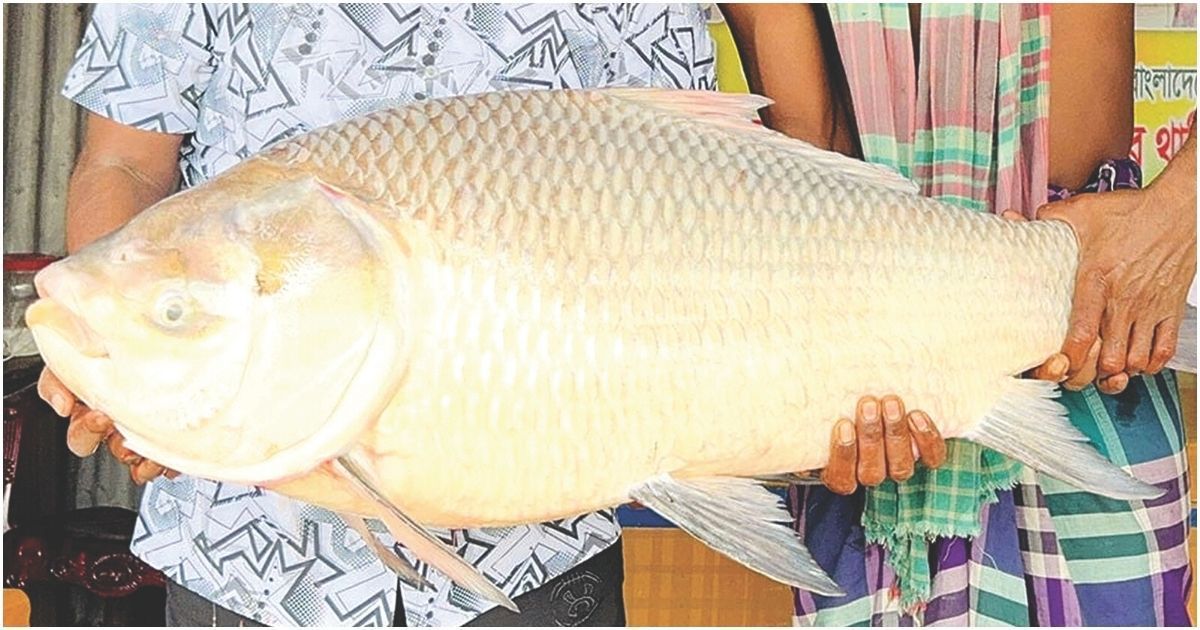 পদ্মার এক কাতলের দাম ৪৪ হাজার টাকায়