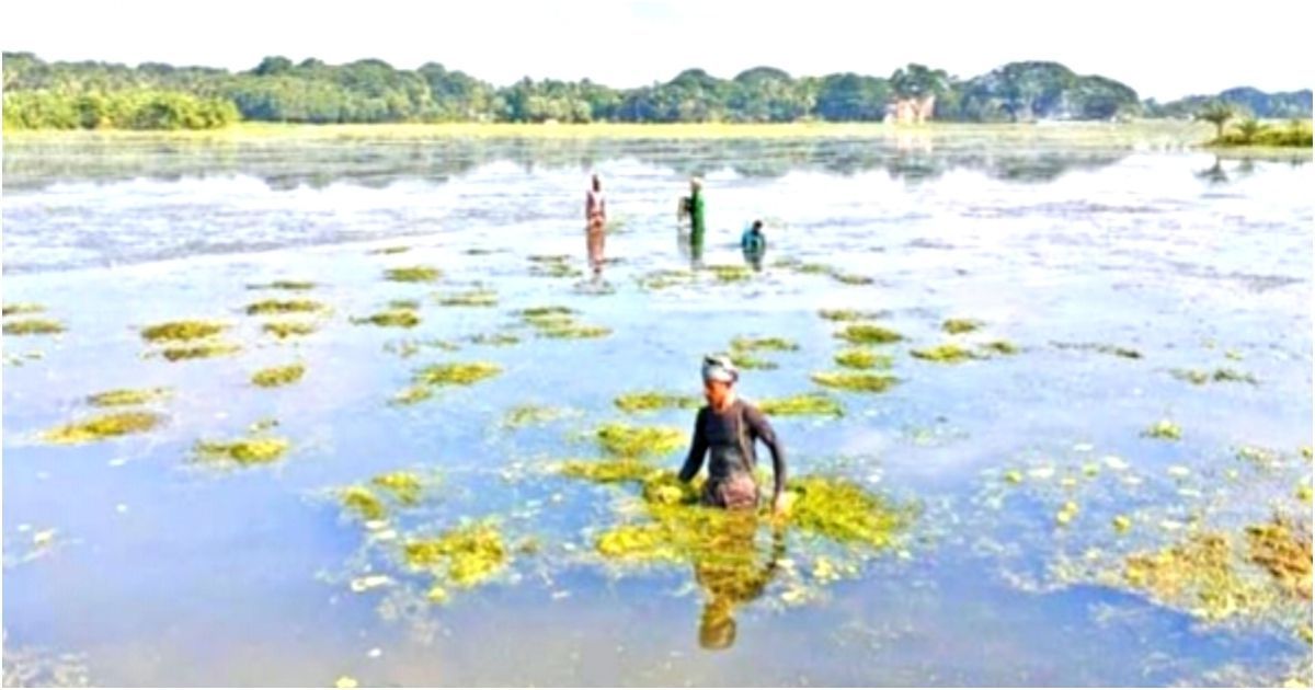 কেশবপুরে মাছ চাষে শ্যাওলার ব্যবহার