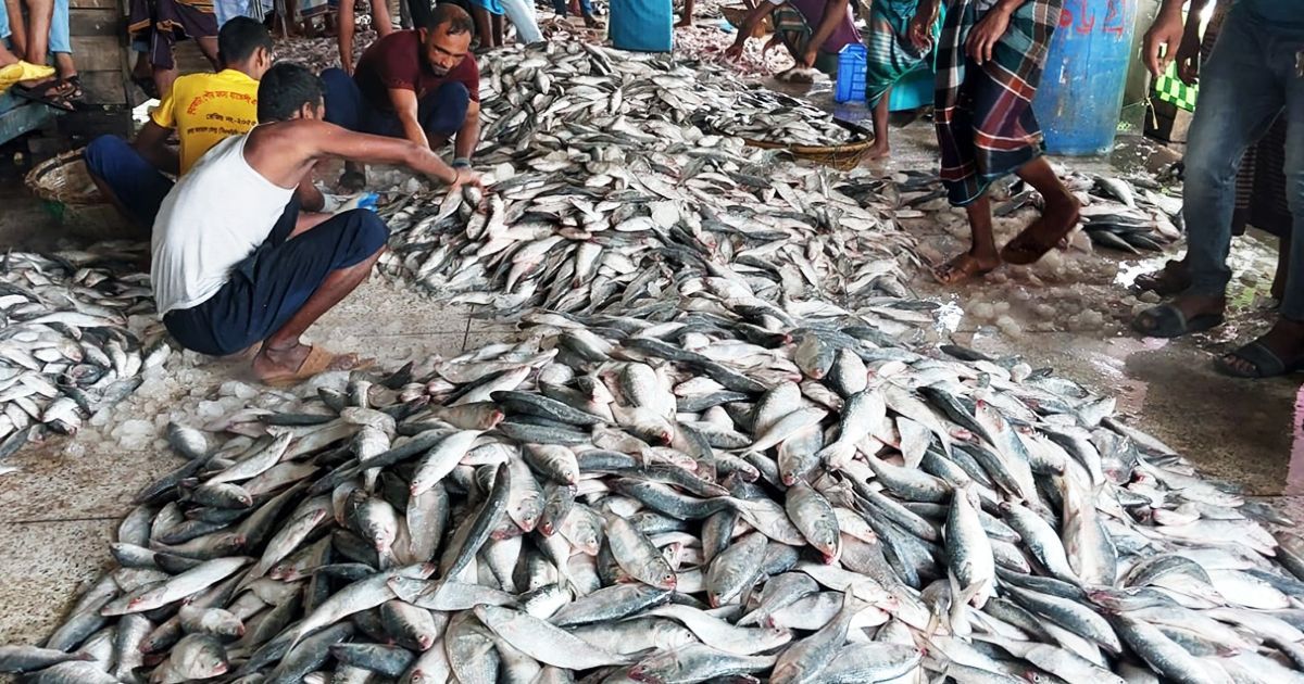 আড়তে মিলছে না বড় ইলিশ