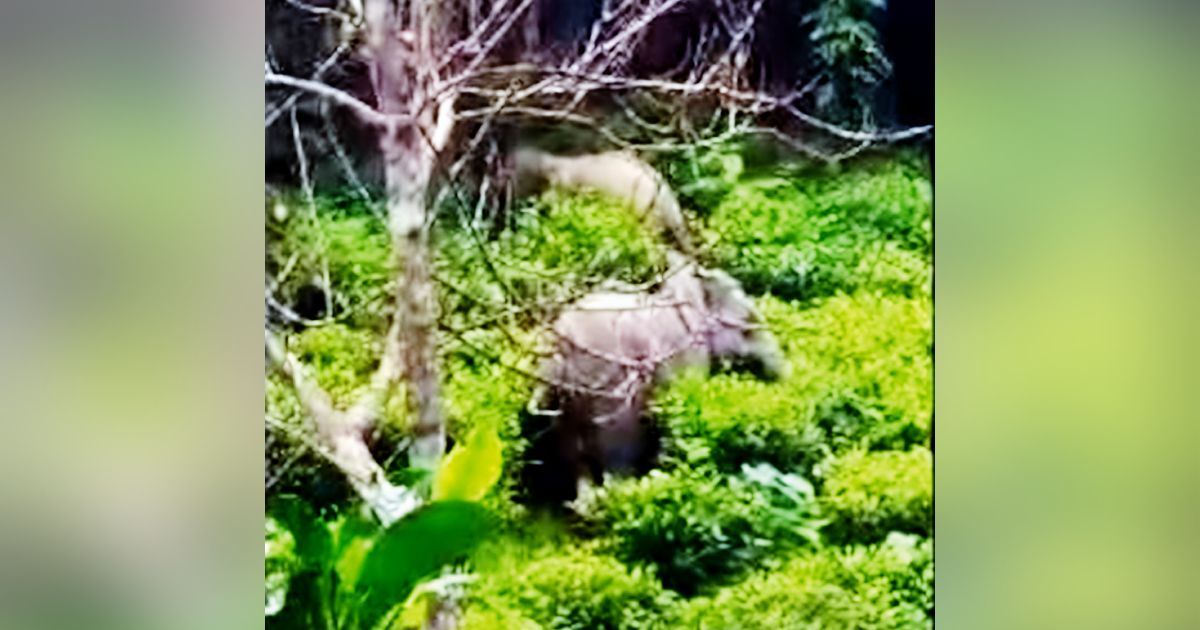 কাপ্তাই ওয়াগ্গাছড়া চা বাগানে বন্যহাতির তাণ্ডব
