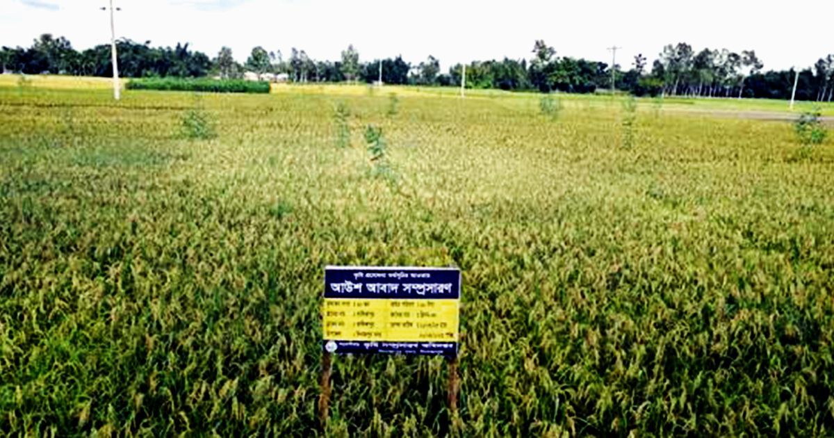 দিনাজপুরে আউশের বাম্পার ফলনে খুশি কৃষকরা