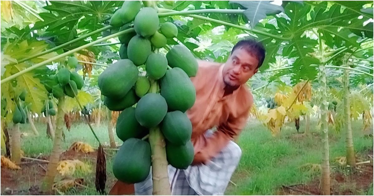 ত্রিশালে রেড লেডি জাতের পেঁপের বাম্পার ফলন