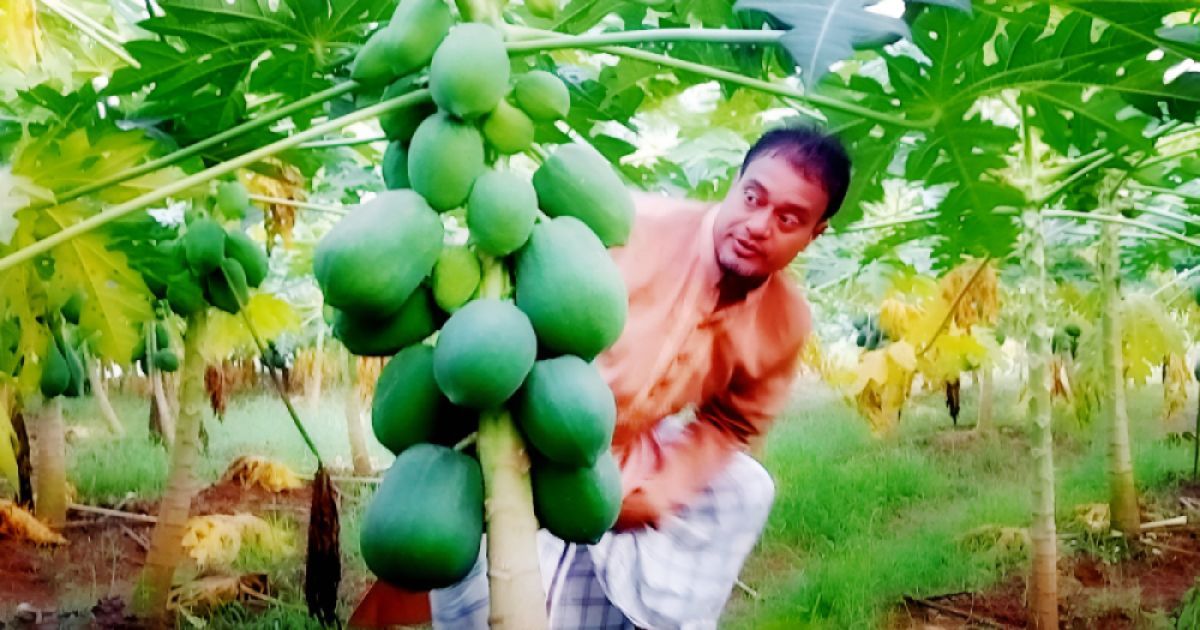 ত্রিশালে রেড লেডি জাতের পেঁপের বাম্পার ফলন