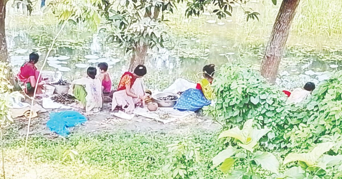 নড়াইলে অবাধে চলছে
শামুক-ঝিনুক নিধন