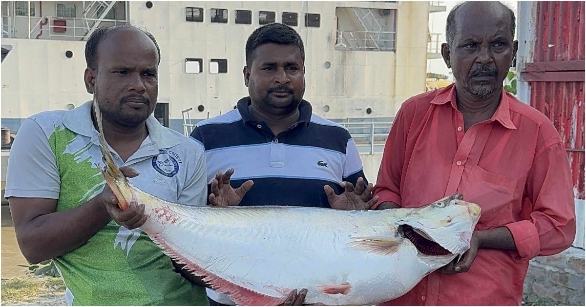 পদ্মার বিলুপ্ত এক ঢাই অর্ধলক্ষ টাকায় বিক্রি