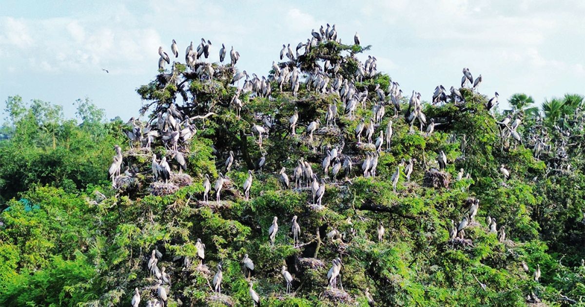 পাখির অভয়ারণ্য কানাইপুকুর গ্রাম