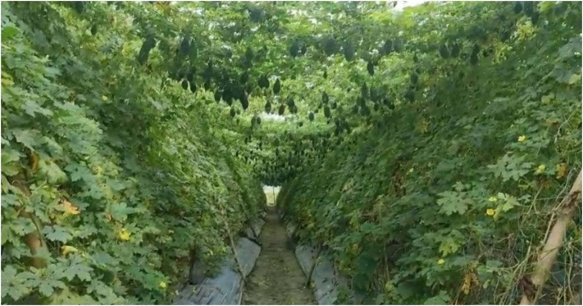 জয়পুরহাটে করলার গ্রাম