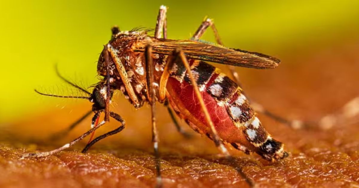 ডেঙ্গুতে আক্রান্তের সংখ্যা ৬০ হাজার ছুঁই ছুঁই